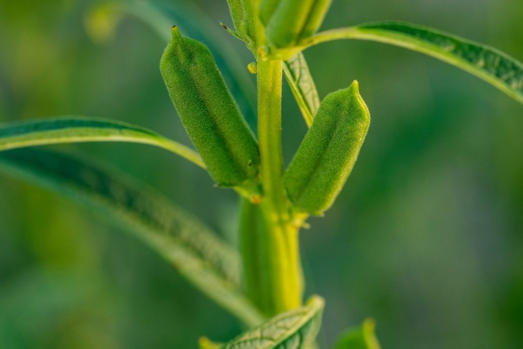 huile-vegetale-sesame-huile-vegetale