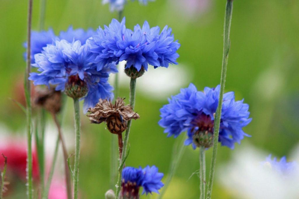 aliment-bleuet-aliment