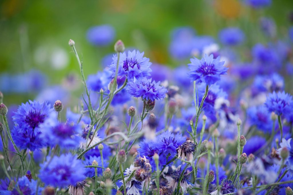 aliment-bleuet-histoire