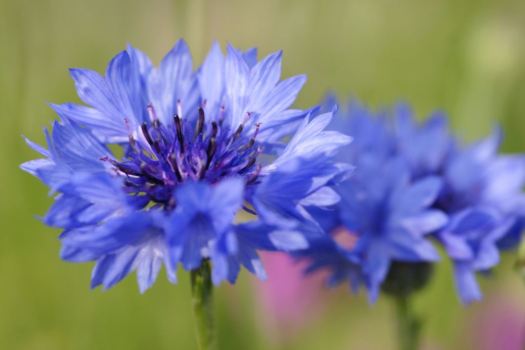 aliment-bleuet-utilisation