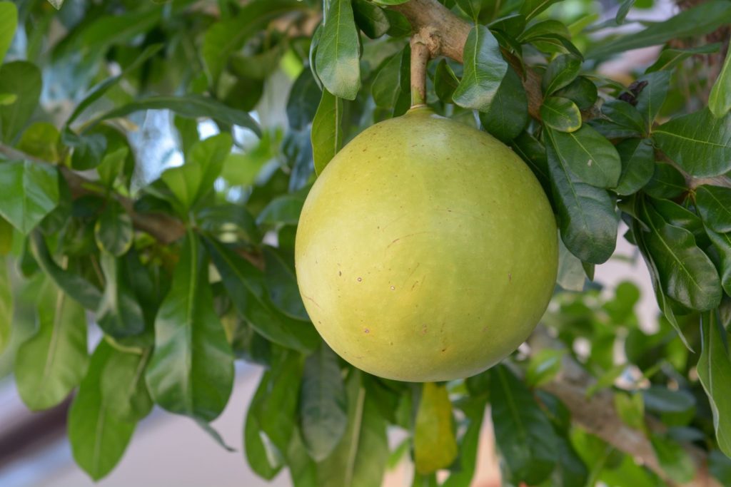 aliment-calebasse-utilisation