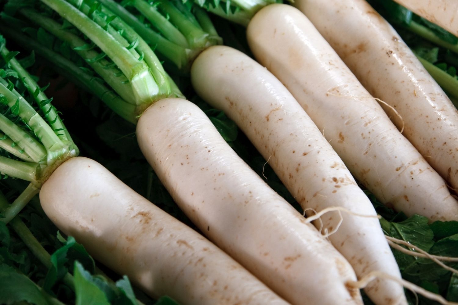 aliment-daikon-utilisation