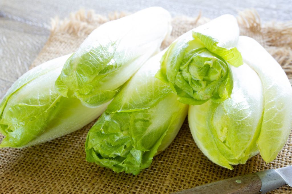 aliment-endive-histoire