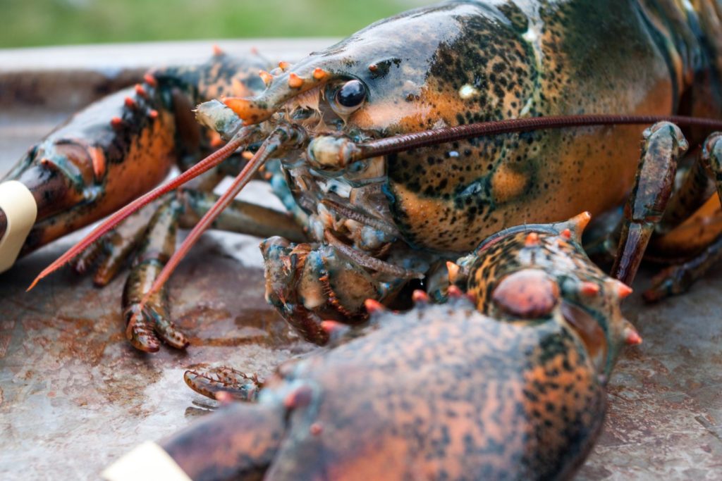 aliment-homard-utilisations