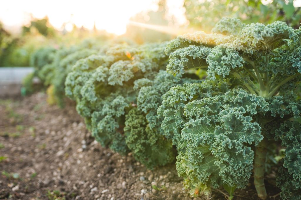 aliment-kale-aliment