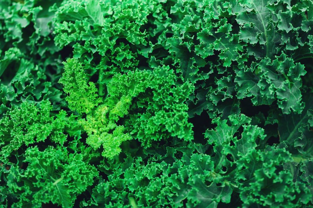 aliment-kale-histoire