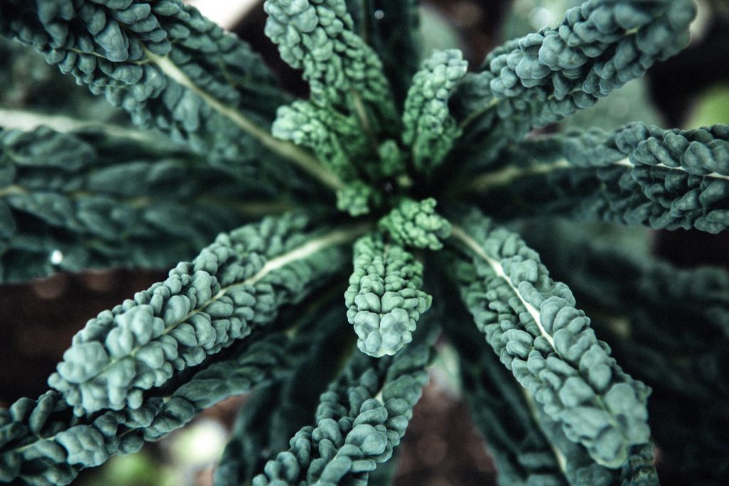 aliment-kale-utilisation