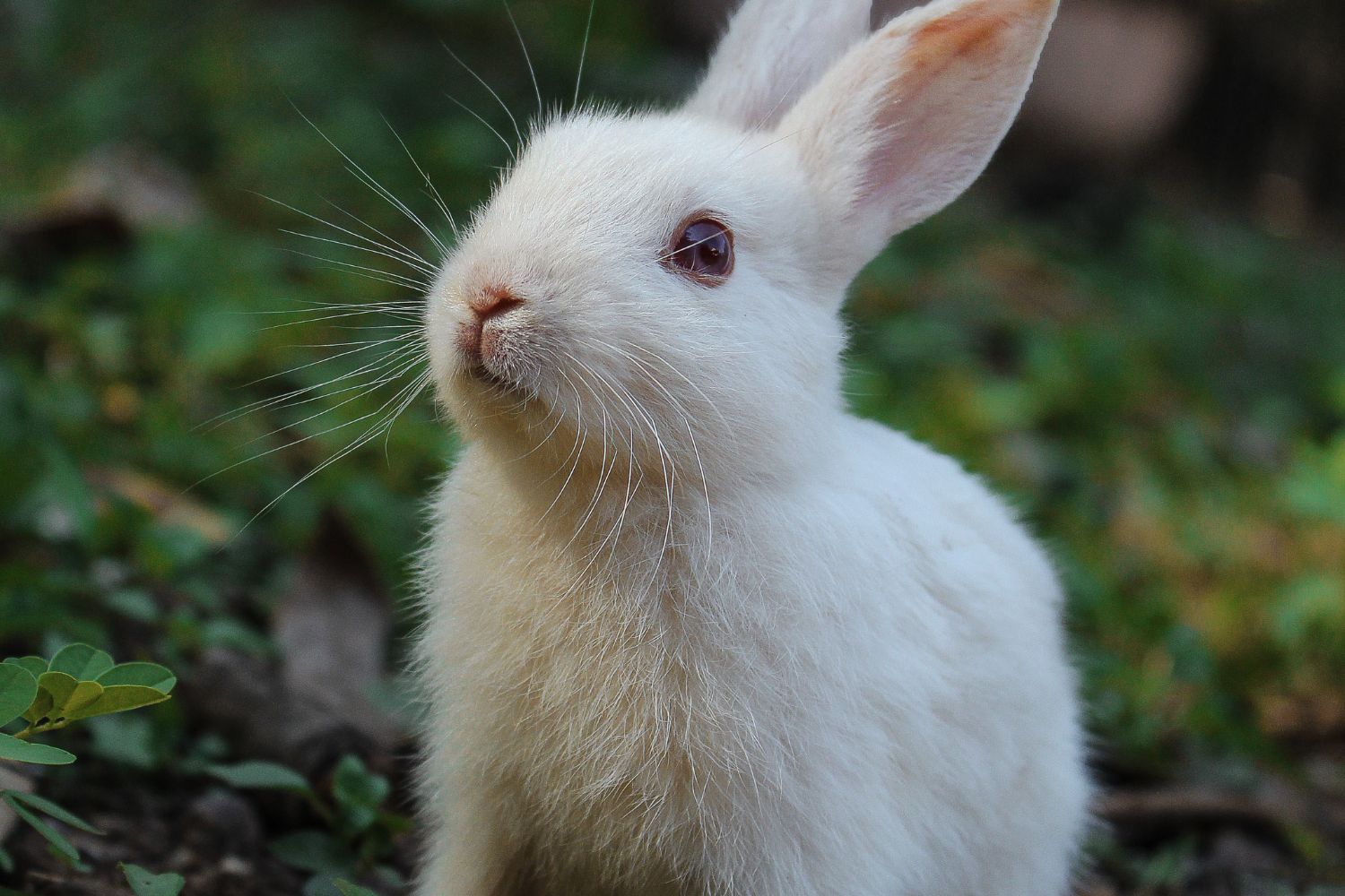 aliment-lapin-aliment