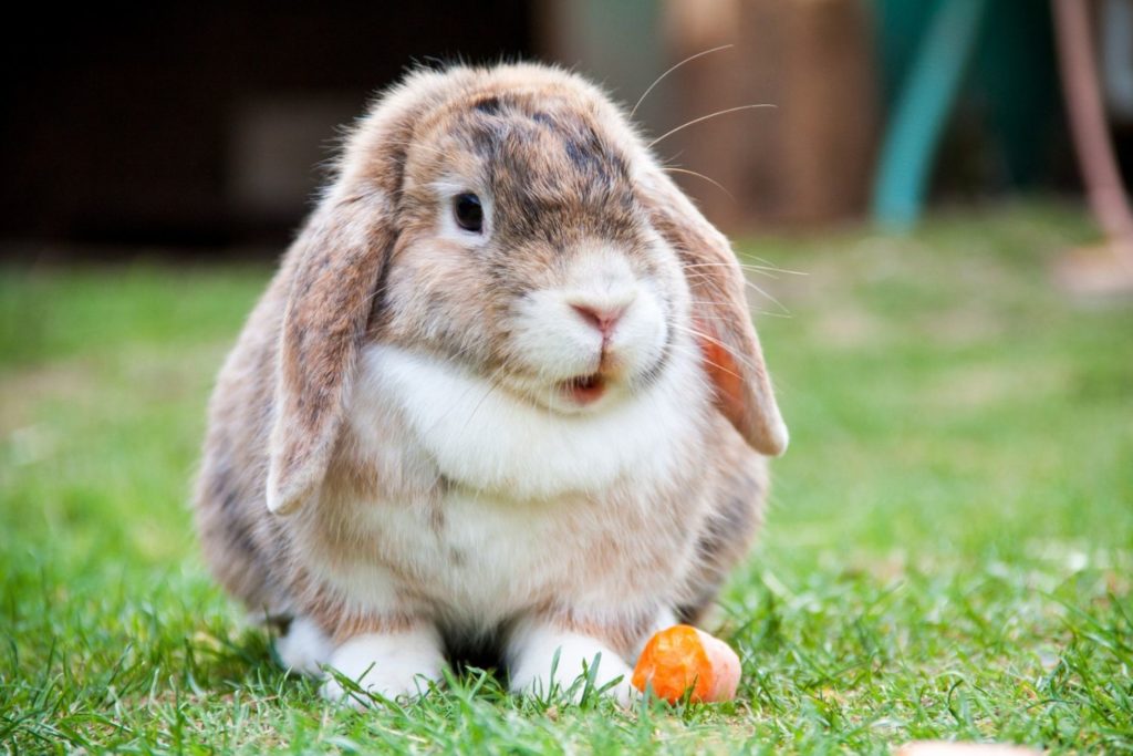 aliment-lapin-histoire