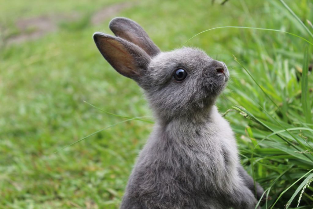 aliment-lapin-utilisation