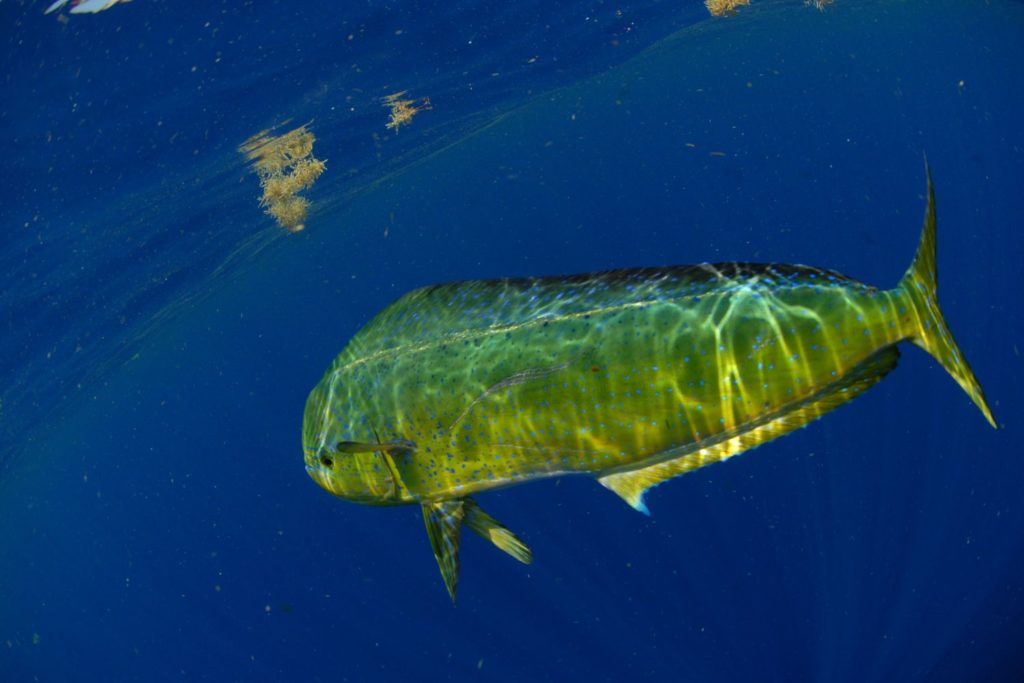 aliment-mahi-mahi-utilisation