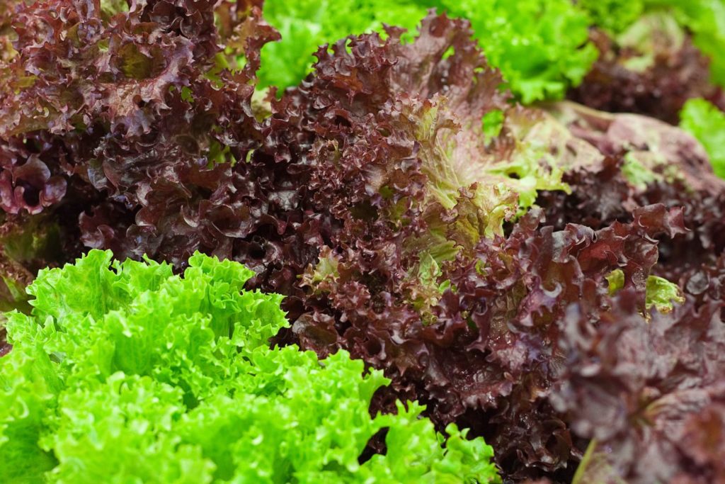 aliment-mesclun-aliment