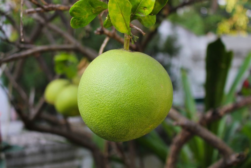 aliment-pomelo-utilisation