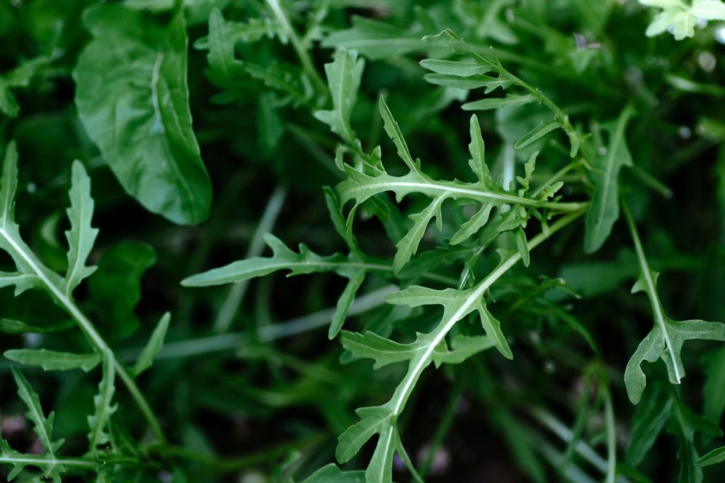 aliment-roquette-histoire