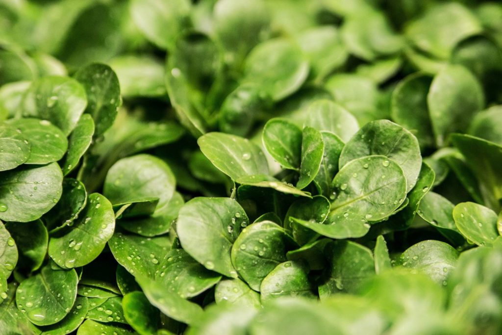 aliment-salade-verte-aliment