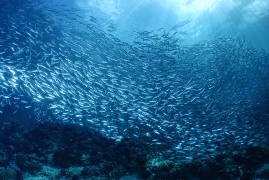 aliment-sardine-aliment