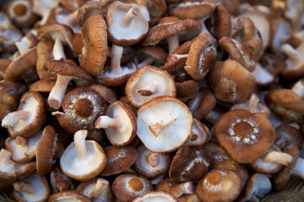 aliment-shiitake-aliment