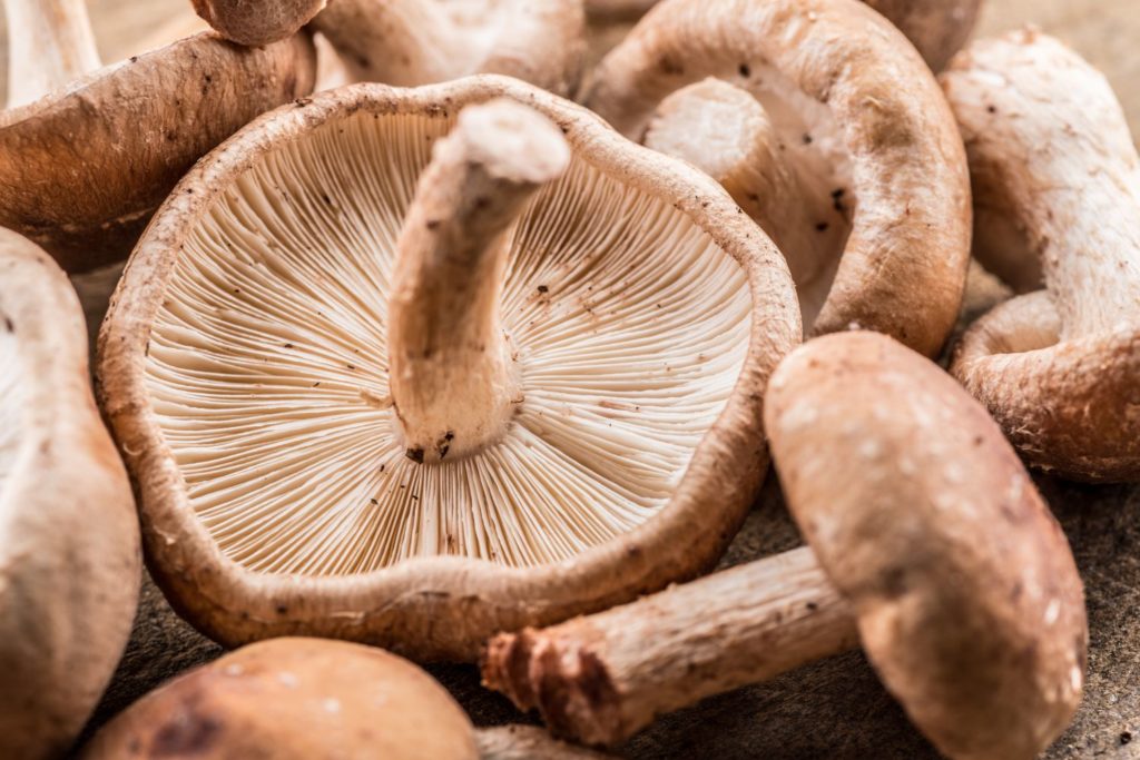 aliment-shiitake-histoire