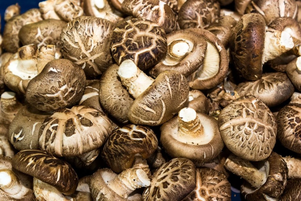 aliment-shiitake-utilisation