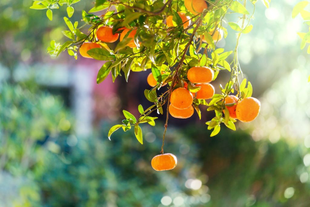 aliment-tangerine-aliment