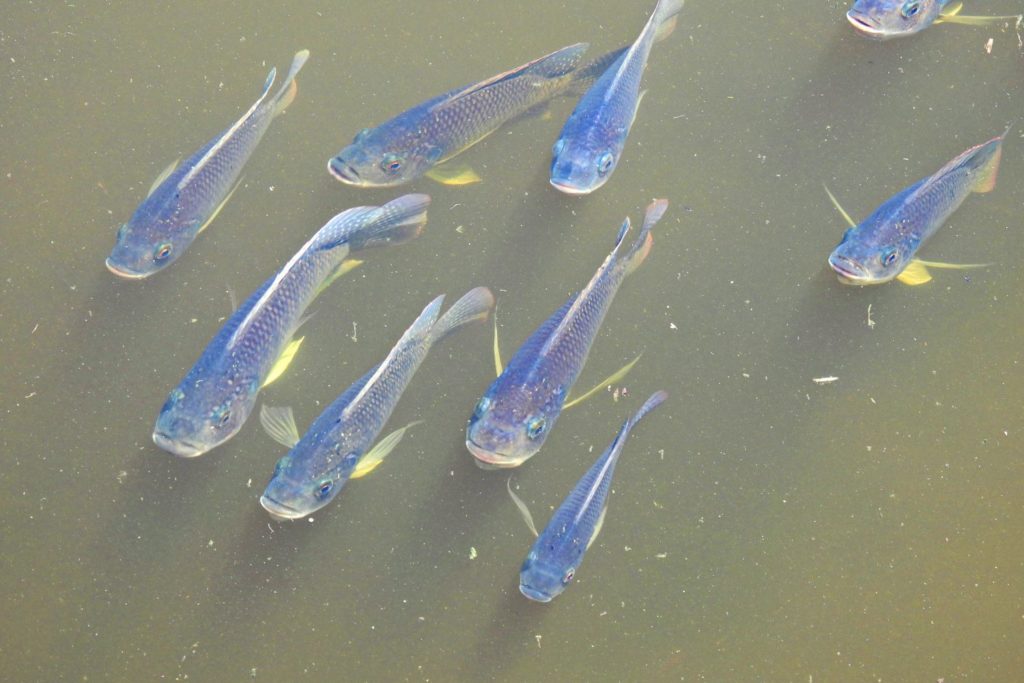 aliment-tilapia-aliment