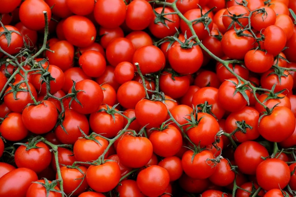 aliment-tomate-cerise-histoire