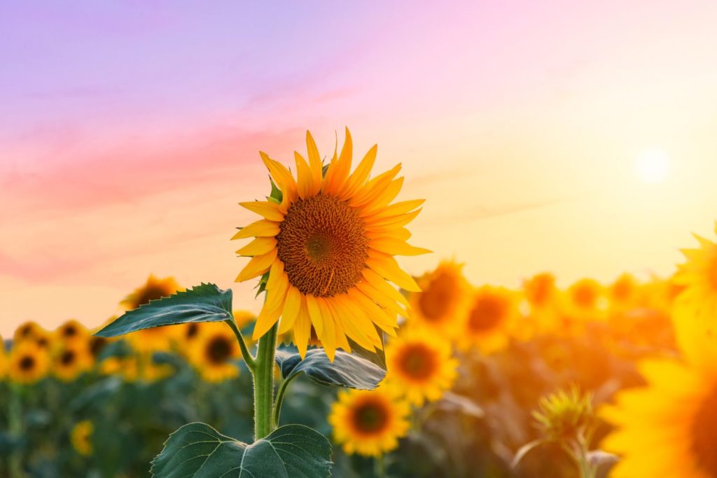 aliment-tournesol-aliment