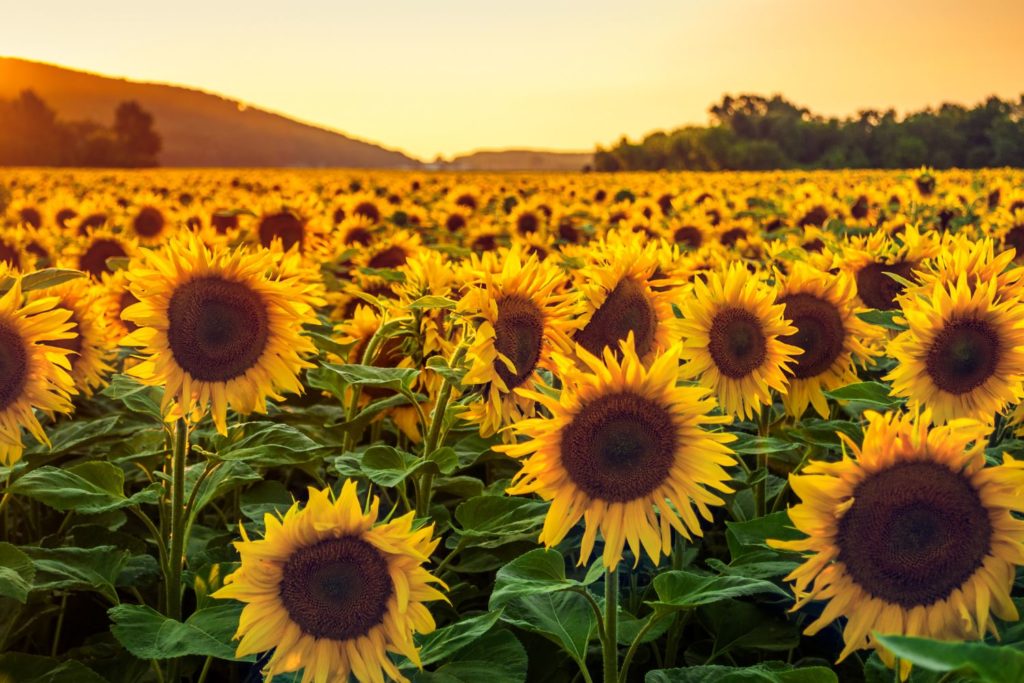 aliment-tournesol-histoire