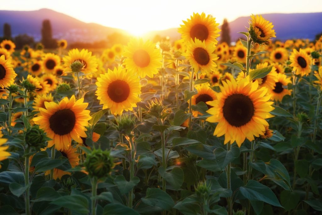 aliment-tournesol-utilisation