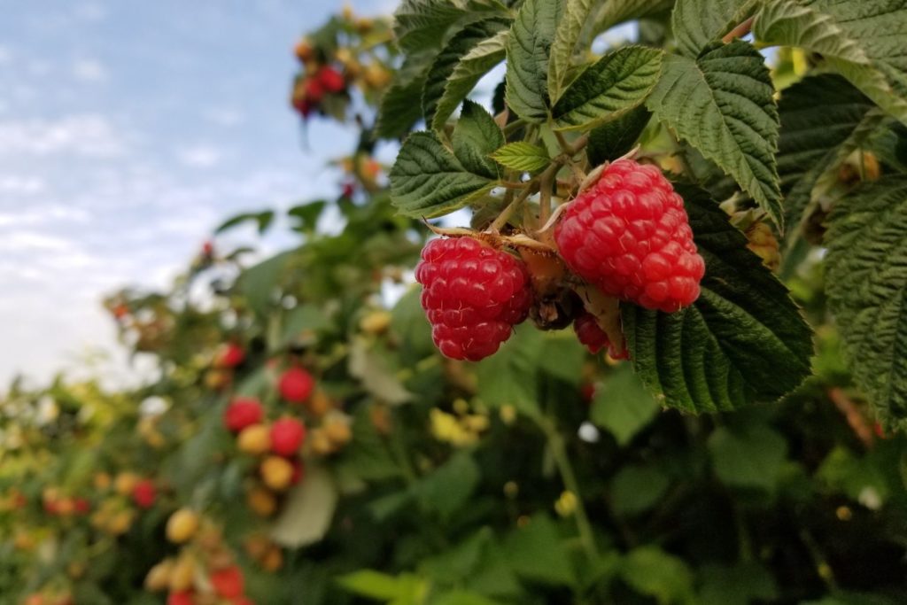 aliment-vinaigre-de-framboise-aliment