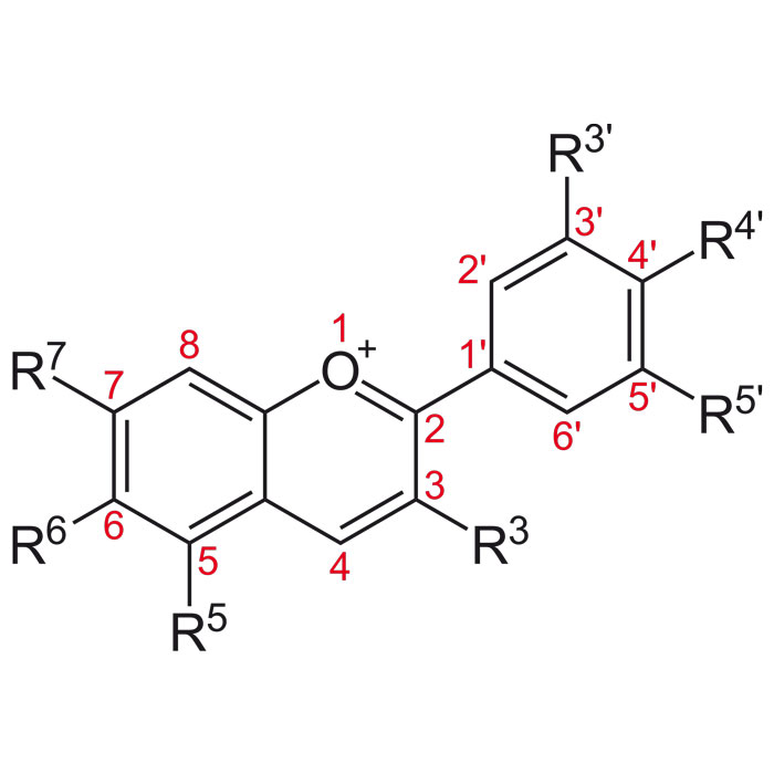 anthocyane-e163