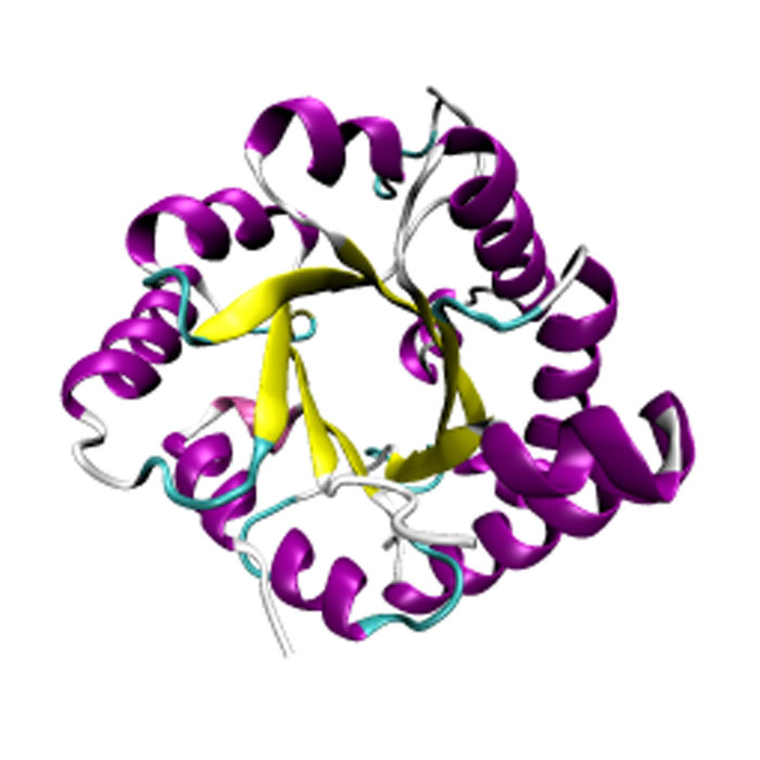 proteine-fibreuse