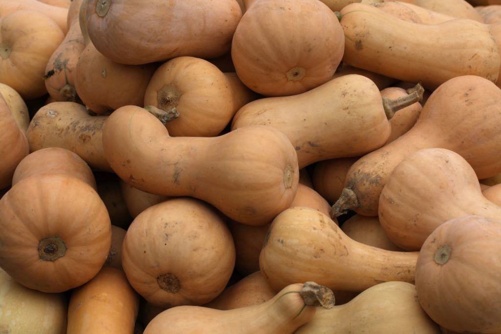 aliment-butternut-histoire