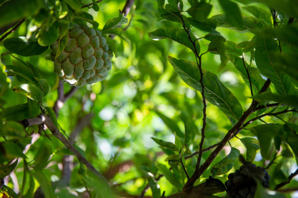 aliment-cherimoya-descriptif