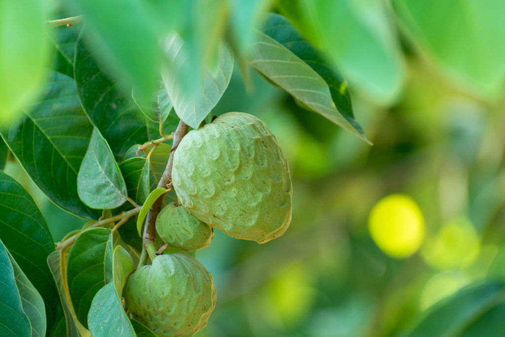 aliment-cherimoya-utilisation