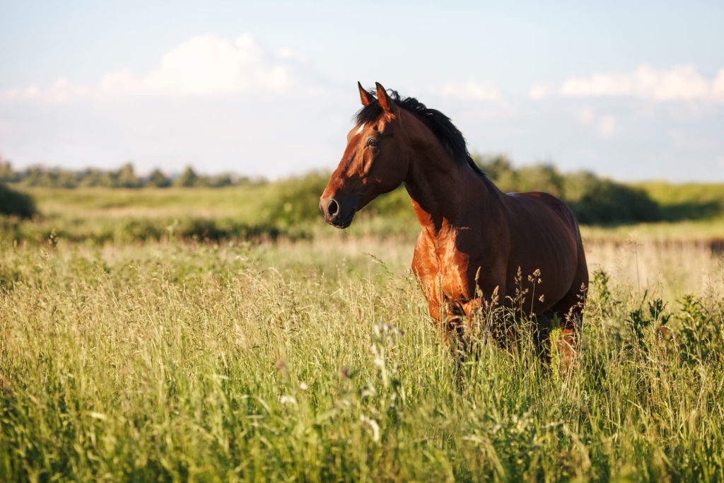 aliment-cheval-utilisation