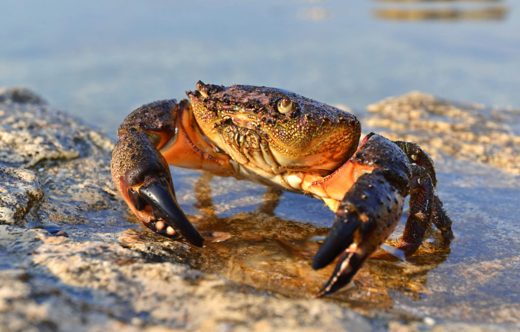 aliment-crabe-descriptif