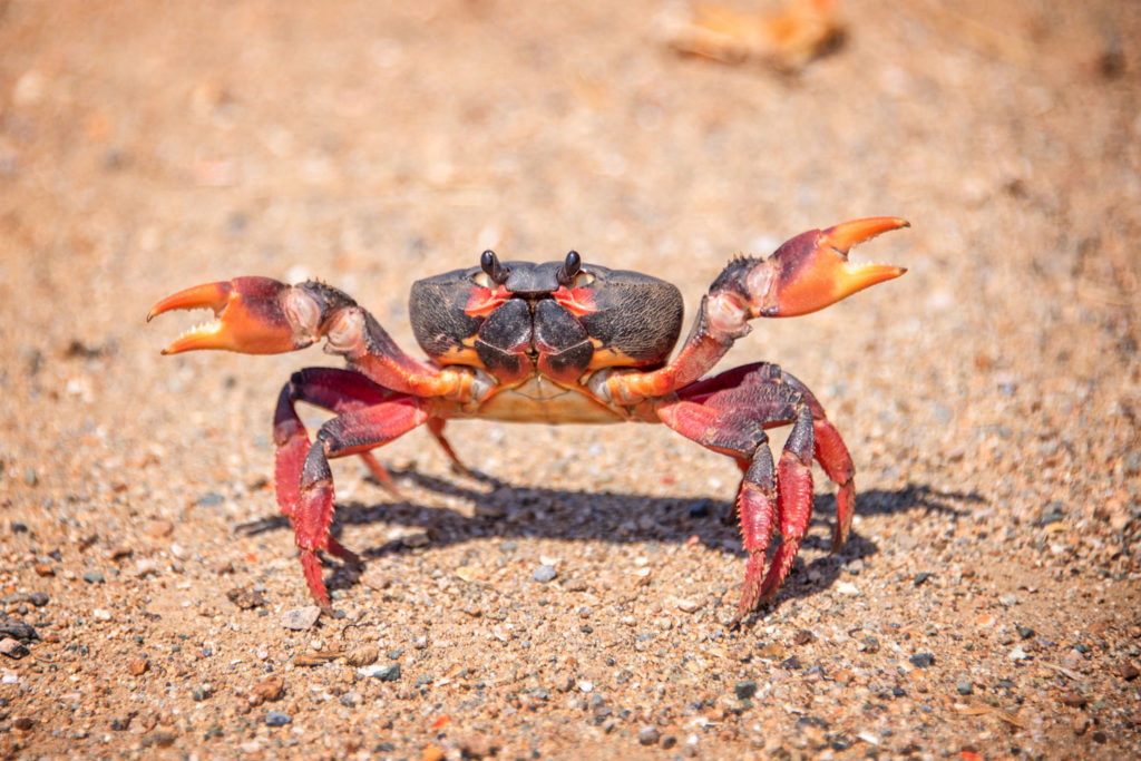 aliment-crabe-histoire