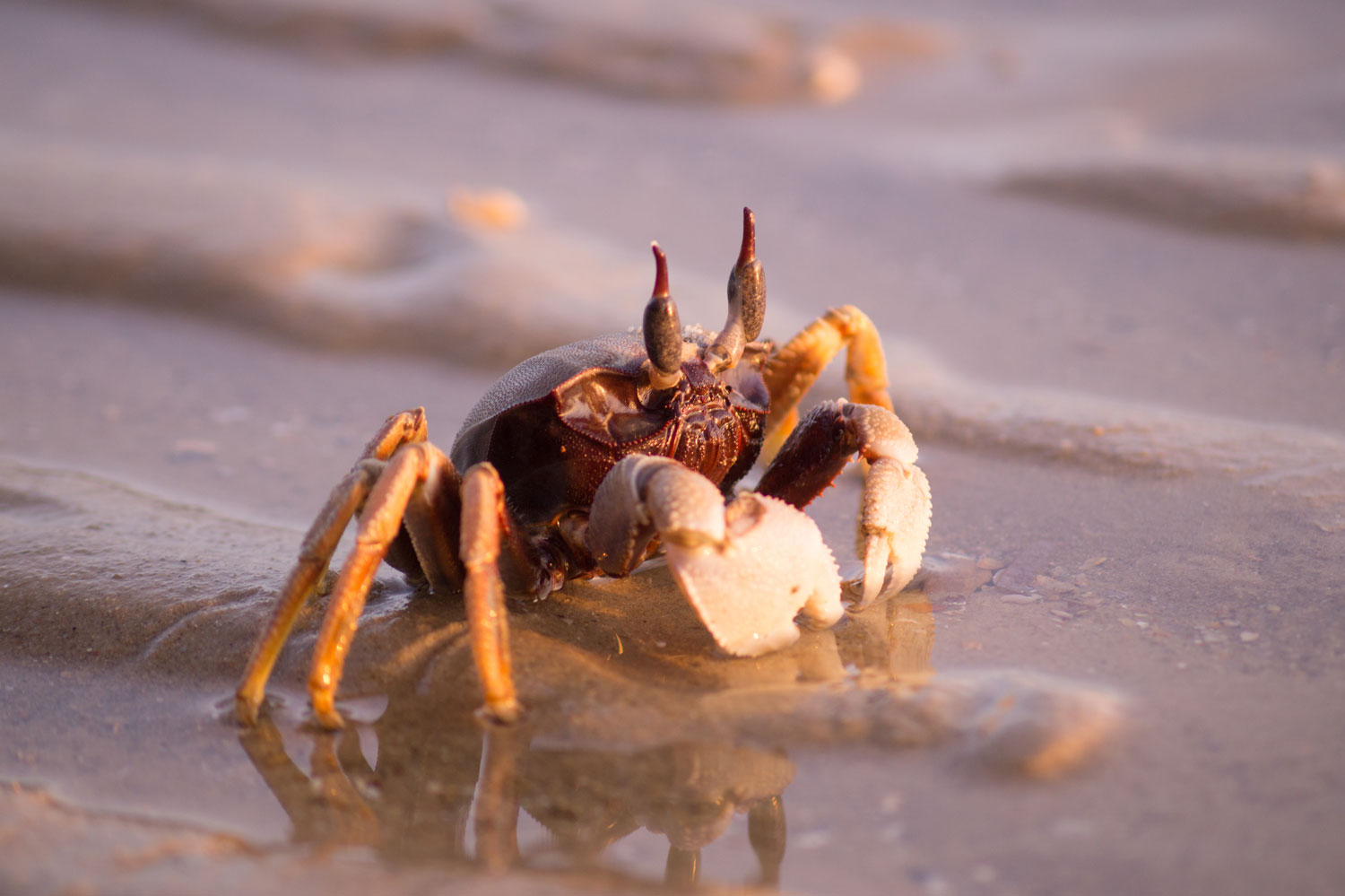 aliment-crabe-utilisation