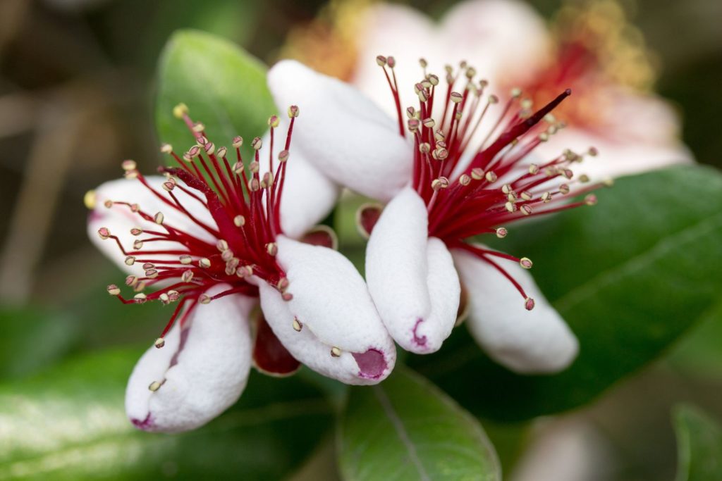 aliment-feijoa-utilisations