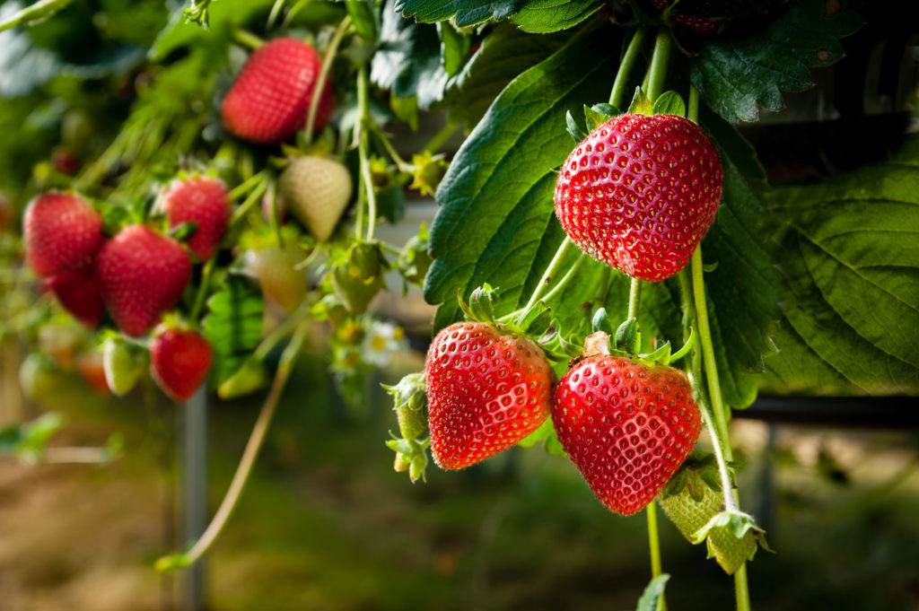 aliment-fraise-descriptif