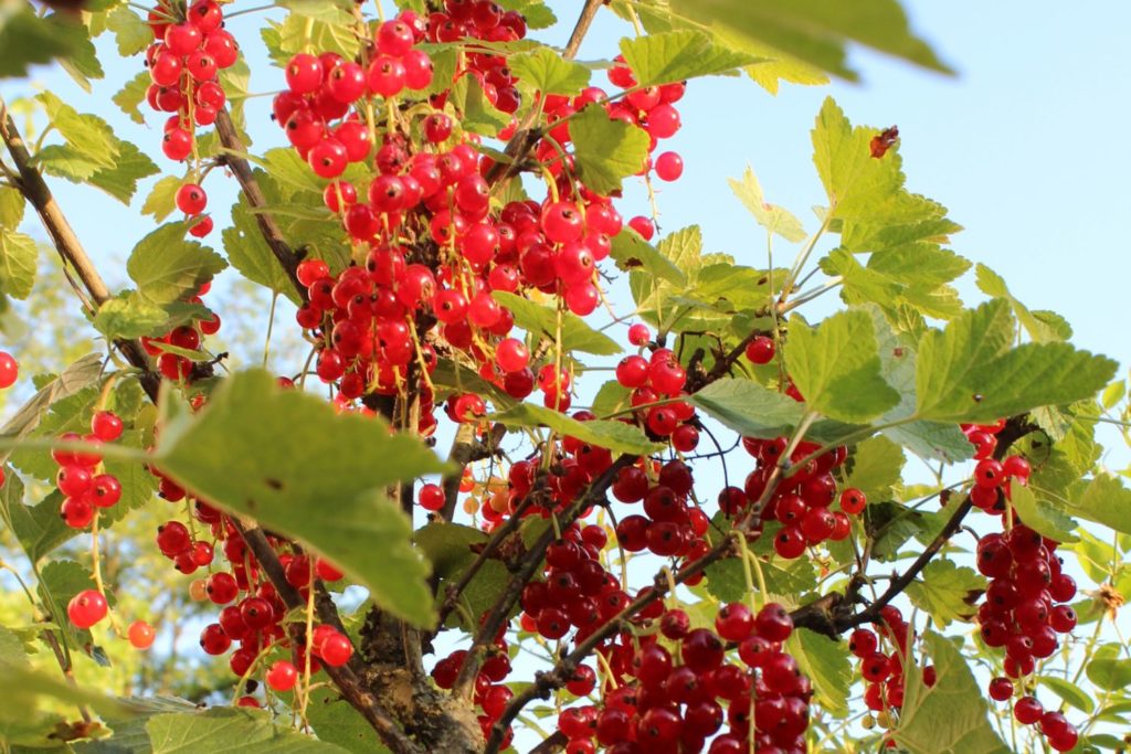 aliment-groseille-aliment