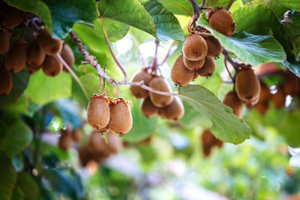 aliment-kiwi-histoire