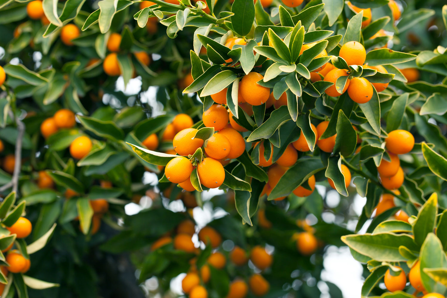 aliment-kumquat-utilisation