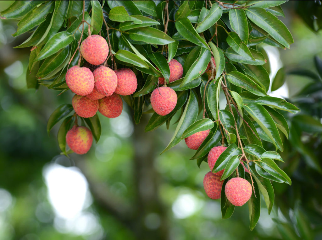 aliment-litchi-descriptif