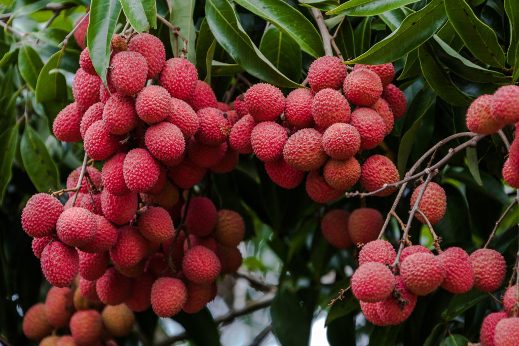 aliment-litchi-utilisation