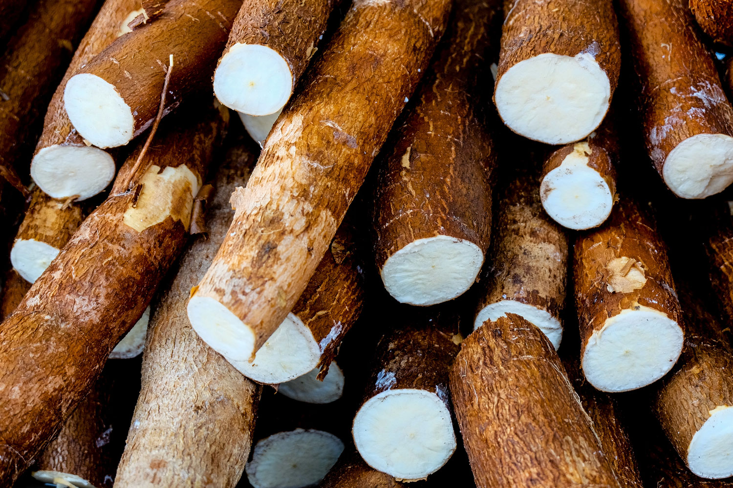 aliment-manioc-descriptif