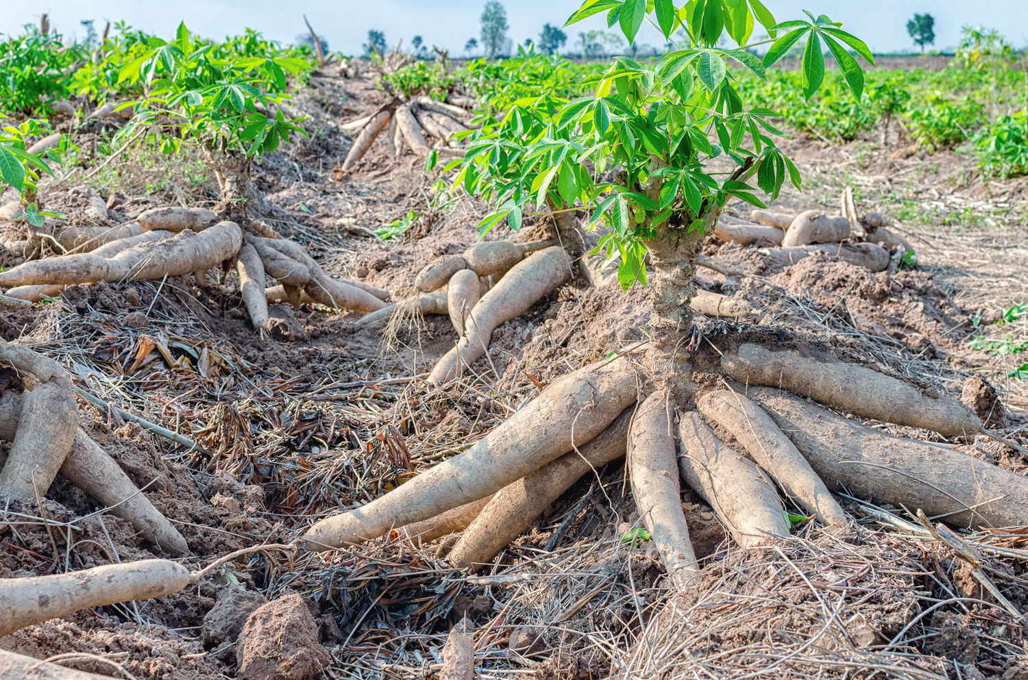 aliment-manioc-histoire