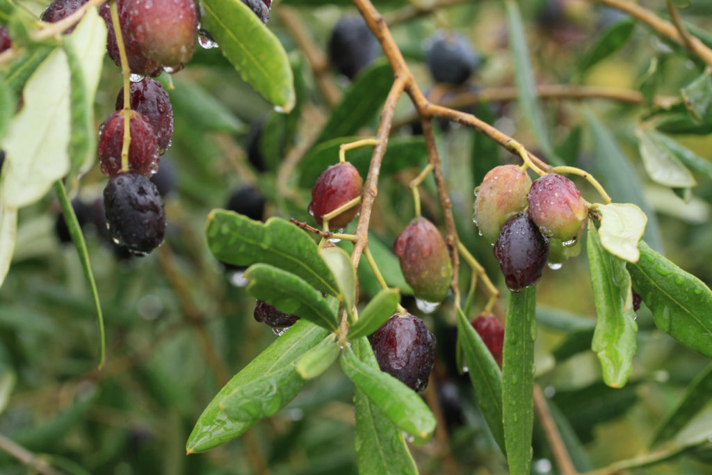 aliment-olive-noire-descriptif