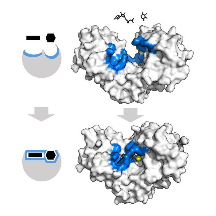 enzymes